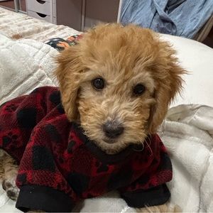 Meet your Posher, Jhovana